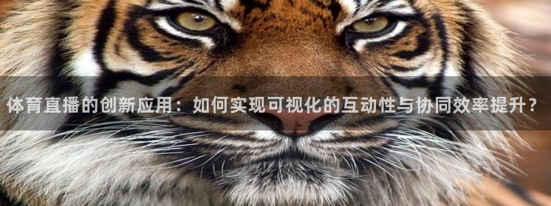 体育直播的创新应用：如何实现可视化的互动性与协同效率提升？