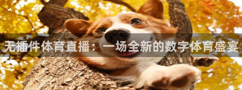 无插件体育直播：一场全新的数字体育盛宴